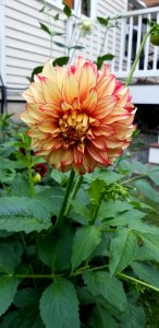 flower 2