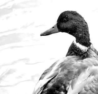 Duck photo