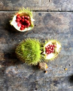 Achiote aka Bixa orellana