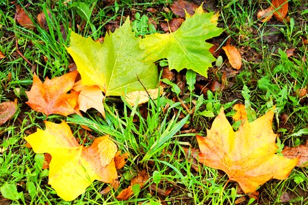 Autumn fall color maple leaves