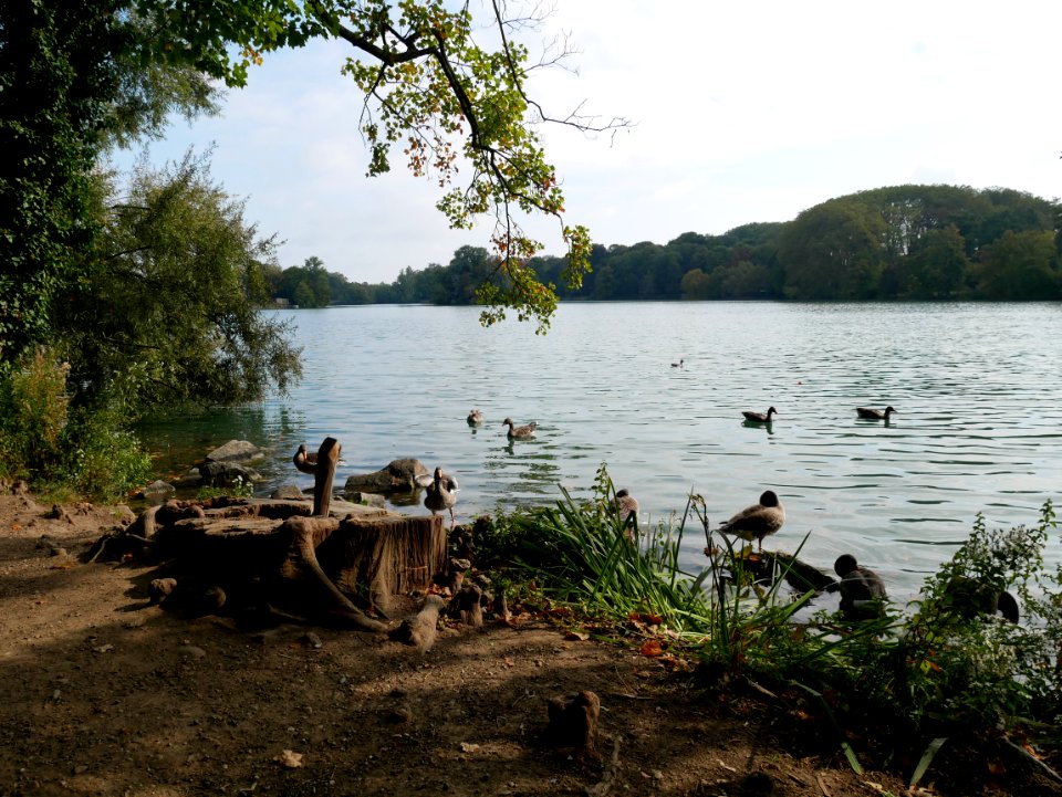 Parc de la tête d'or - lac