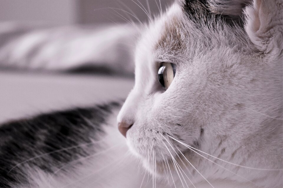 Tiger cat domestic cat cat's eyes