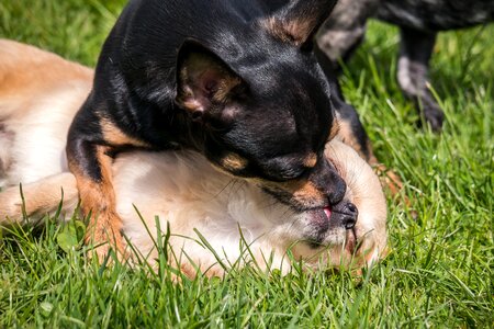 Play kiss small