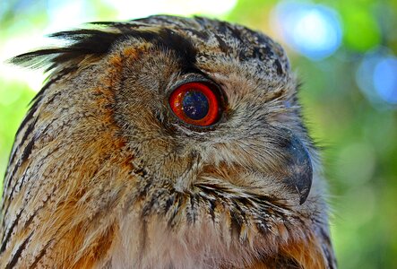 Bird of prey raptor eye