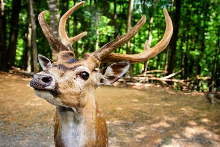 Do you have food for me? photo