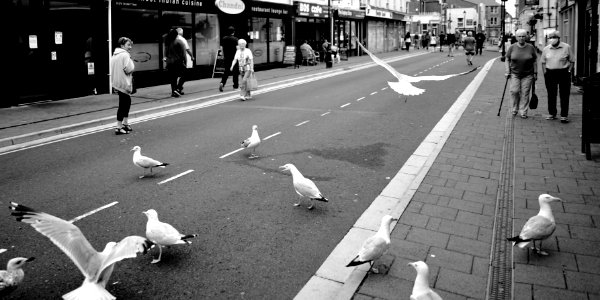 Gull invasion photo