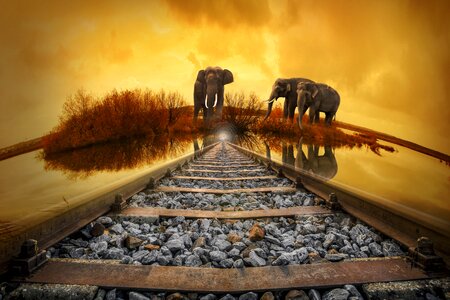 Nature gleise old