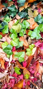 ivy and leaf-fall