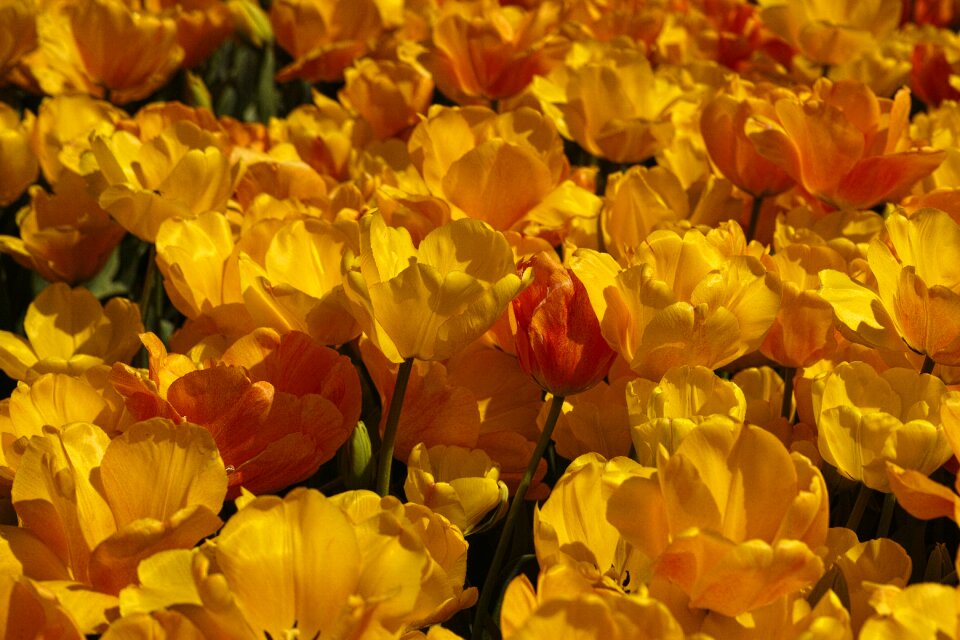 Flowers macro nature