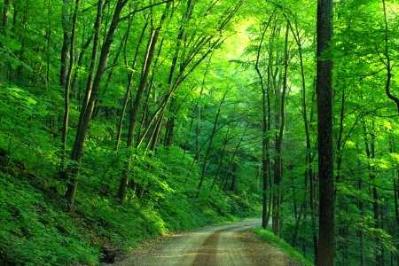 Bodine Mountain Road photo