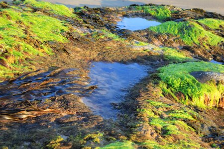 Texture marine algae