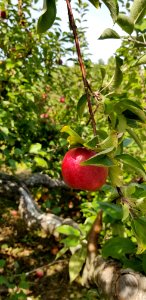 apple foreground