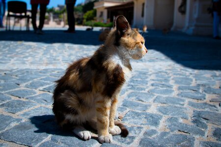 Kitty kitten sweet
