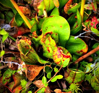 Pitcher Plants photo