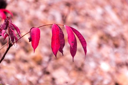 Red leaf photo