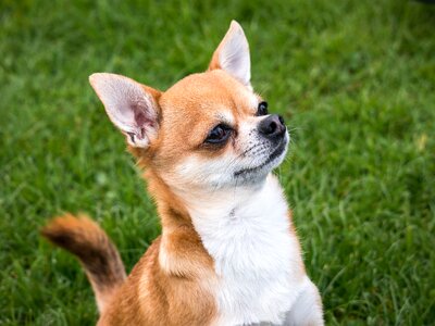 Small small dog pet