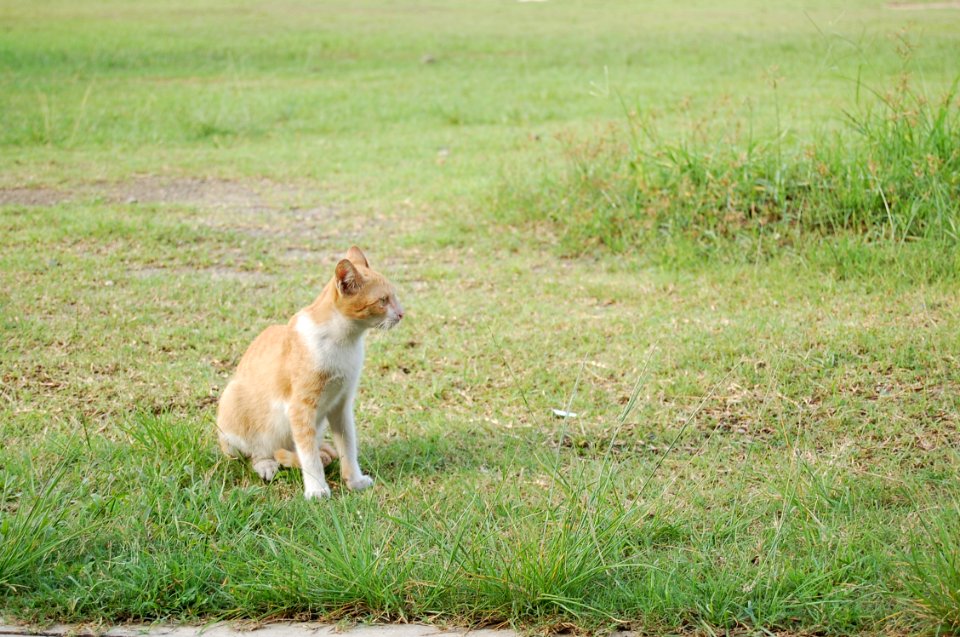 Photography School Exposure Cat (19)