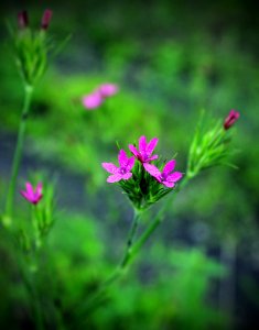 Deptford Pink