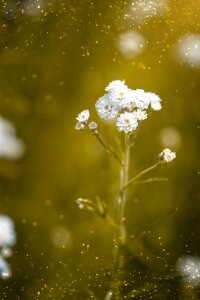 Flowers white white flowers