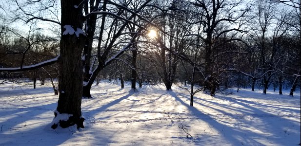 Winter sun through trees photo