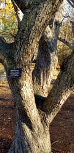 Crabapple trunk