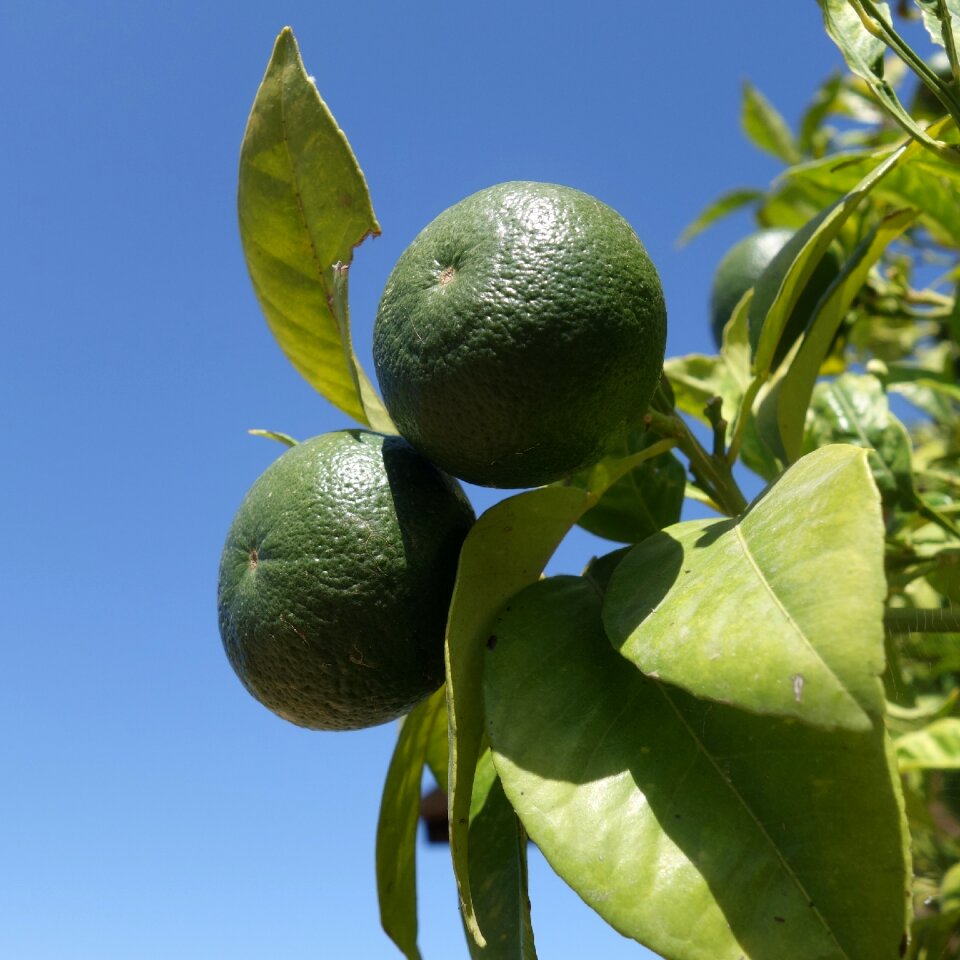 Citrus fruits ripe sun