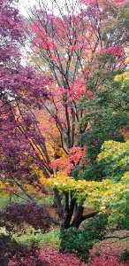 colorful trees photo