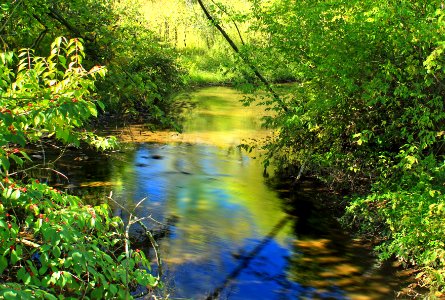 Spring Creek