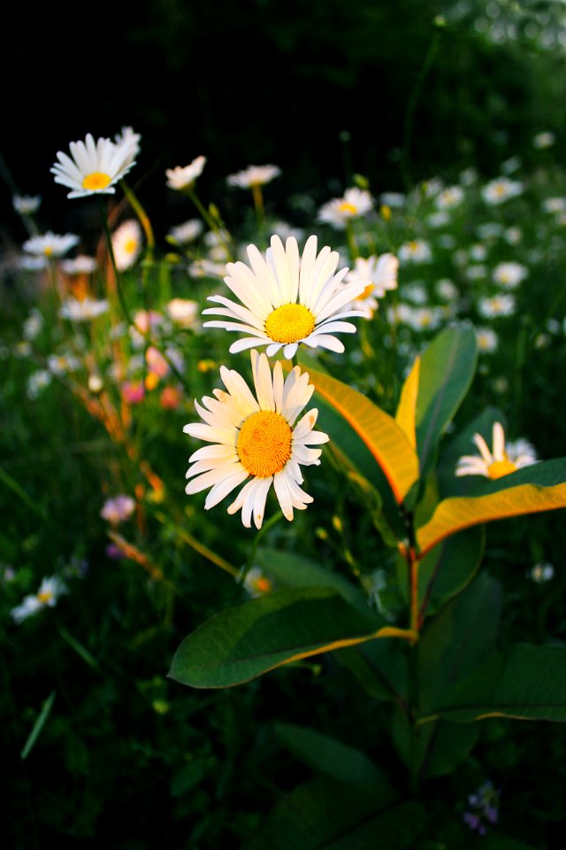 Oxeye Daisies