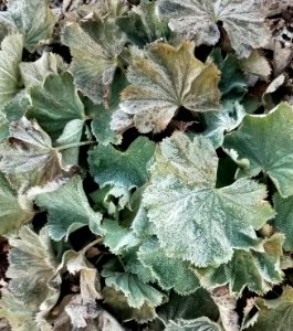 frost leaves
