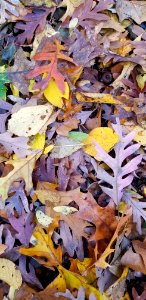 leaf-fall 1