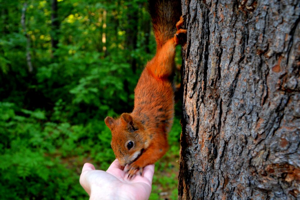 Nuts nature animal