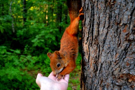 Nuts nature animal