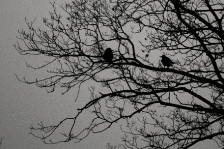 Ravens photo