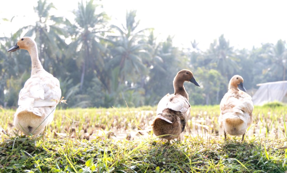 Three Little Ducks