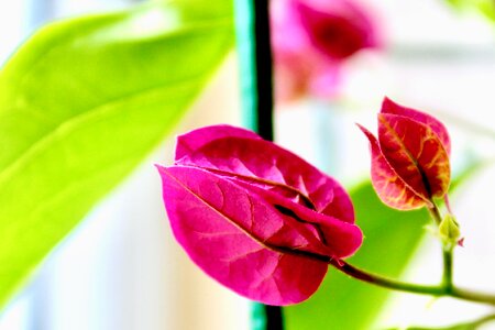Husk plant pink