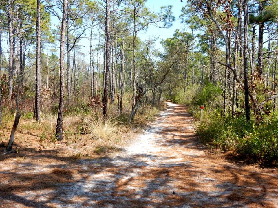 scene trail Carolina beach state park ncwetlands KG (33)
