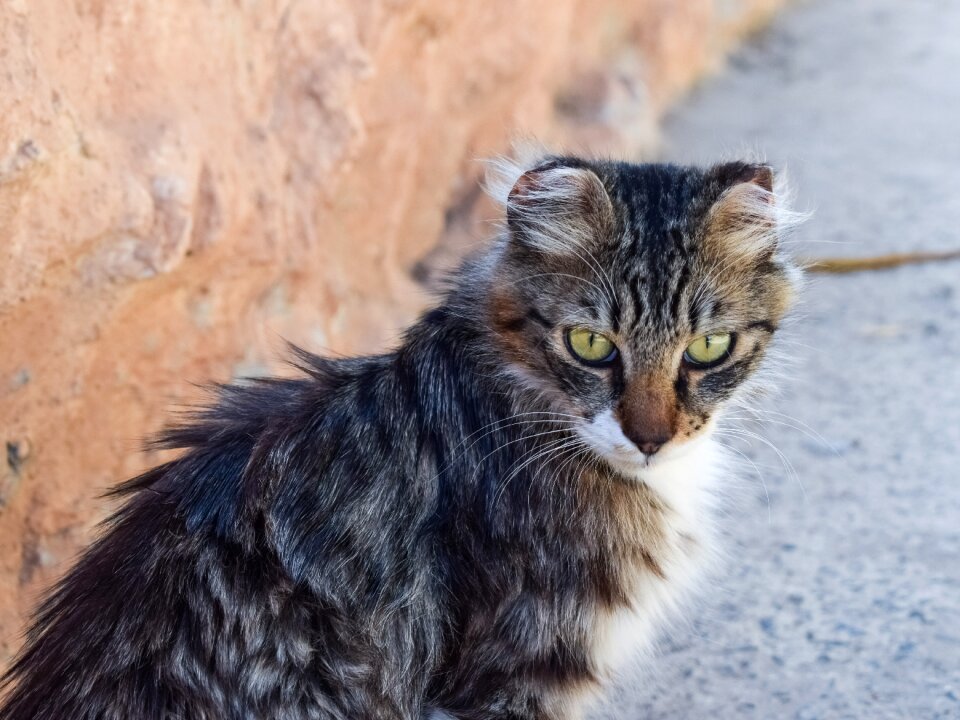 Looking homeless street