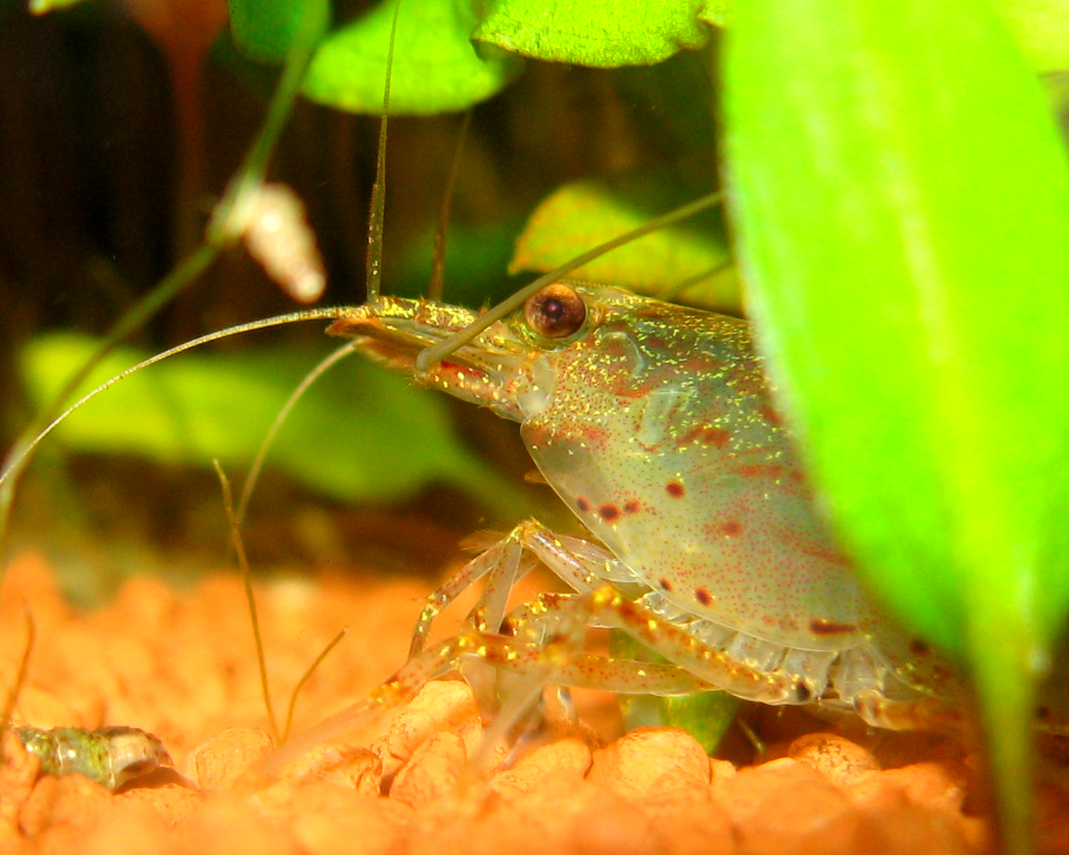 Caridina multidentata