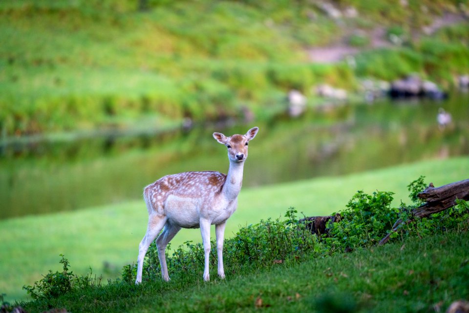 Milnthorpe Deer - 3 of 4 photo