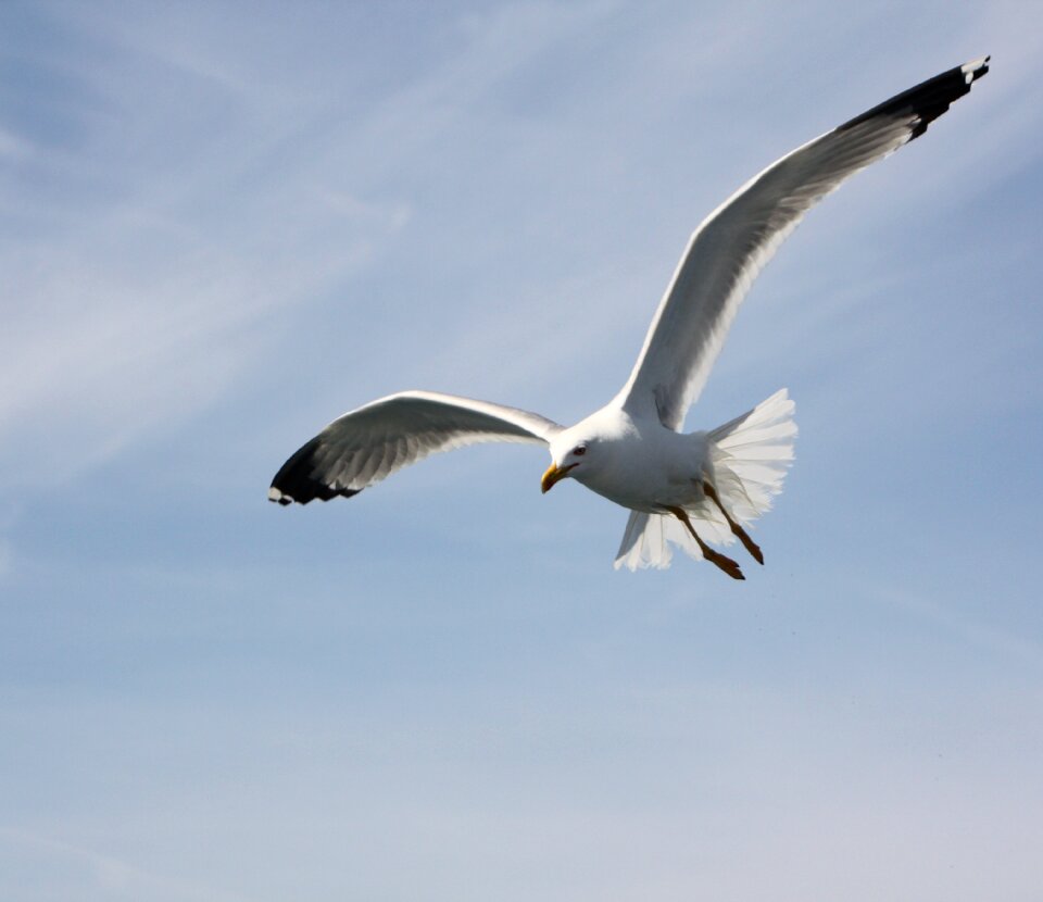 Bird flying freedom