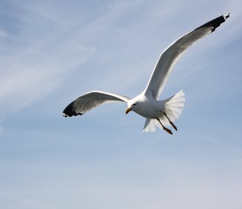 Bird flying freedom