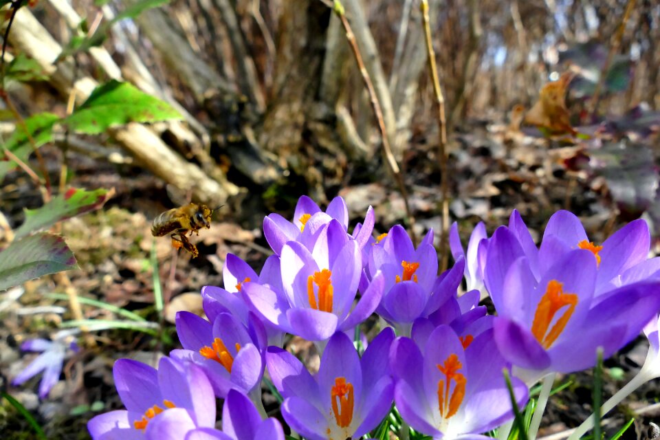 Purple bee plant