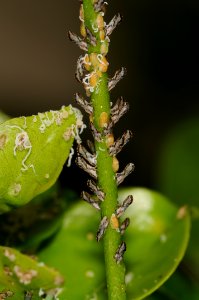 20090805-APHIS-DB-0003