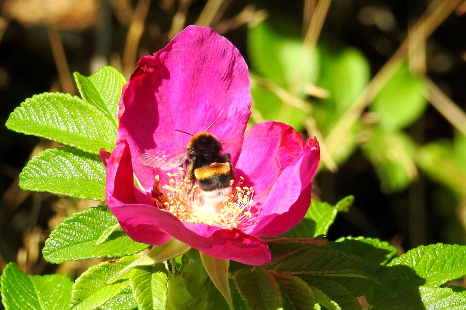 Insect blossom bloom