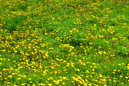 Dandelion photo