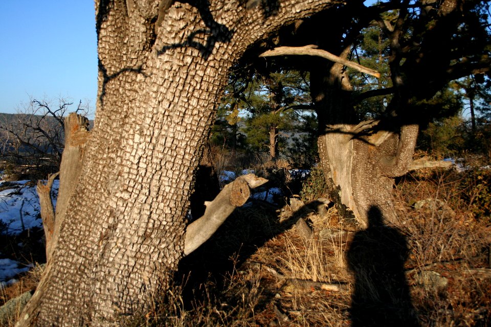 Juniper and Shadow
