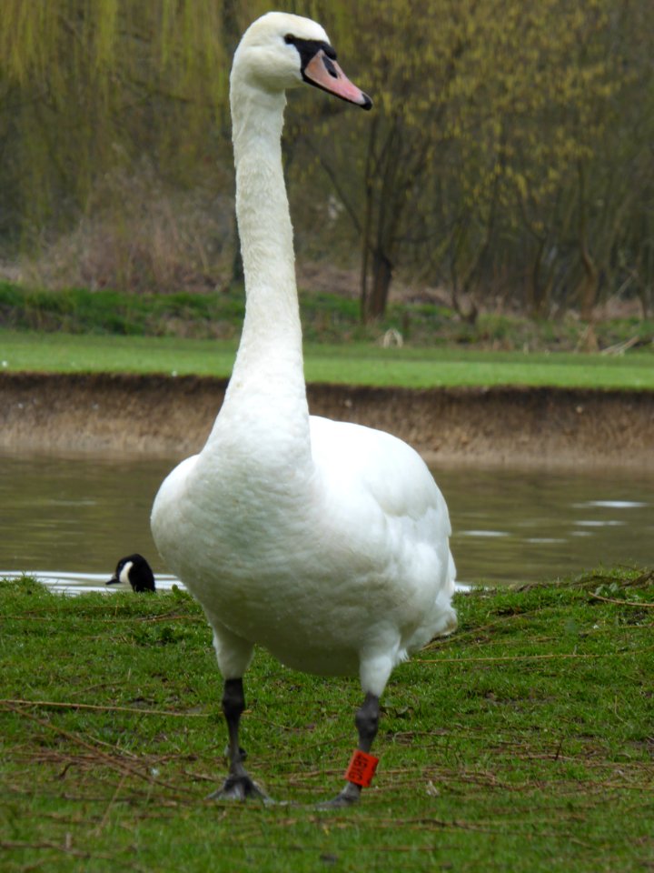 Swan
