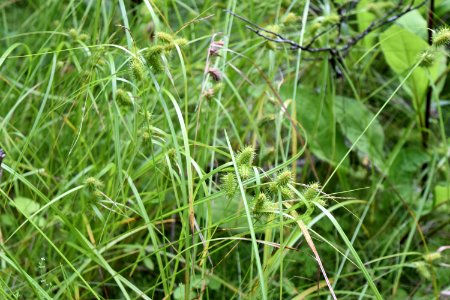 plant White Oak Bottom at Standing Indian Campground ncwetlands AM (4)
