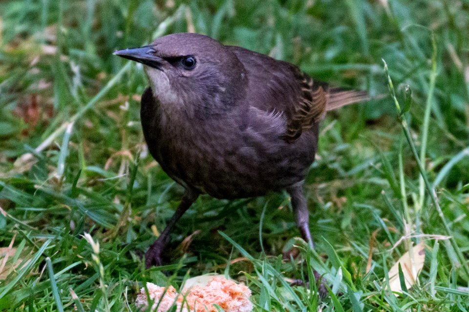 Garden Wildlife